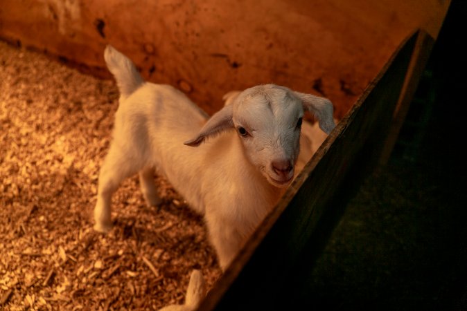Female goat kid