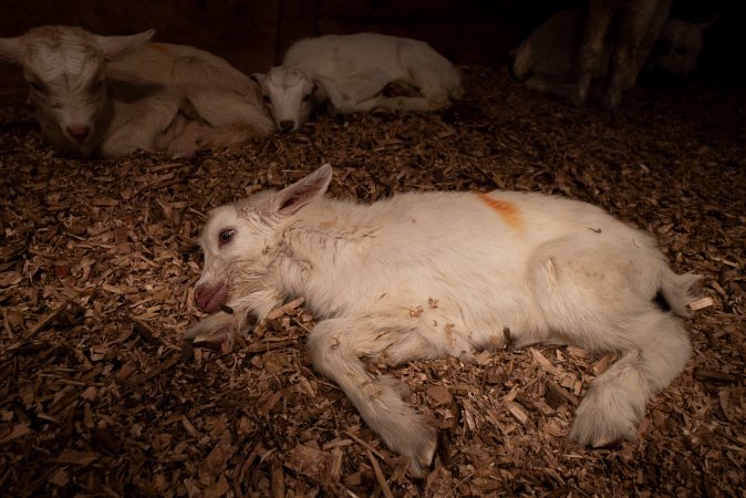 Dying female goat kid