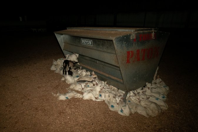 Female goat kids, one dead