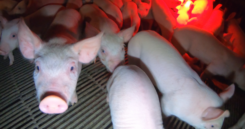 Weaner piglets