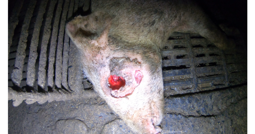 Piglet with eye gouged out