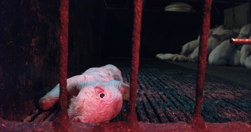 Dead piglet with eye open in corner of pen