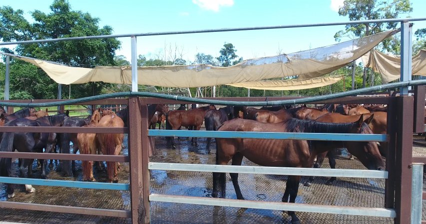 Horses in holding pens at Meramist abattoir, Caboolture