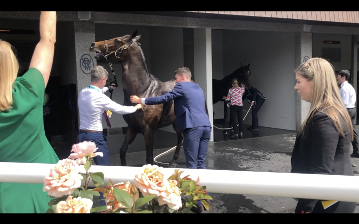 2-year old horse is terrified in the washbay