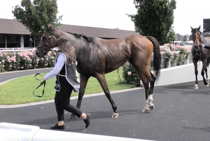 Rostropovich walking with a suspected cracked hip