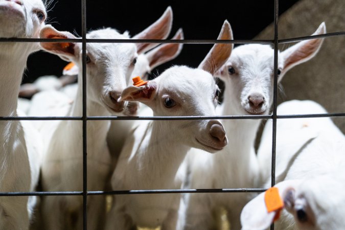 Female baby goats looking through wire fence