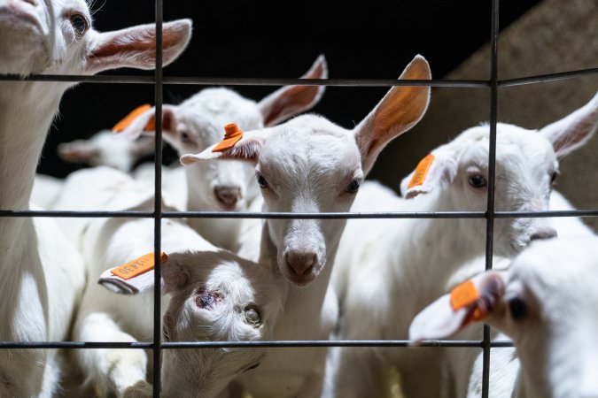 Female baby goats looking through wire fence