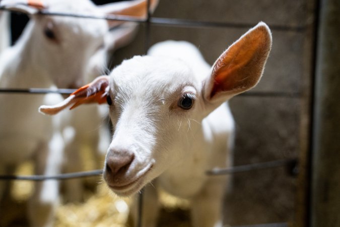 Female baby goats looking through wire fence