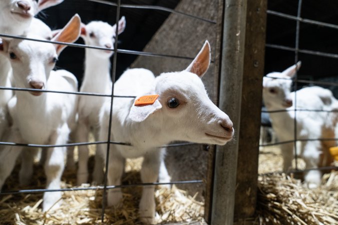 Female baby goats looking through wire fence