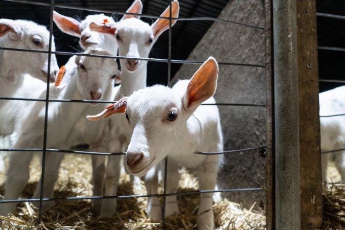 Female baby goats looking through wire fence