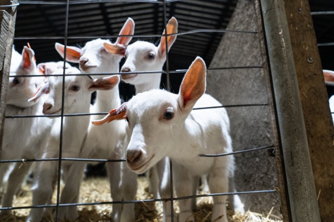 Female baby goats looking through wire fence