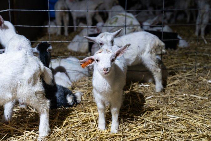 Female baby goats after disbudding