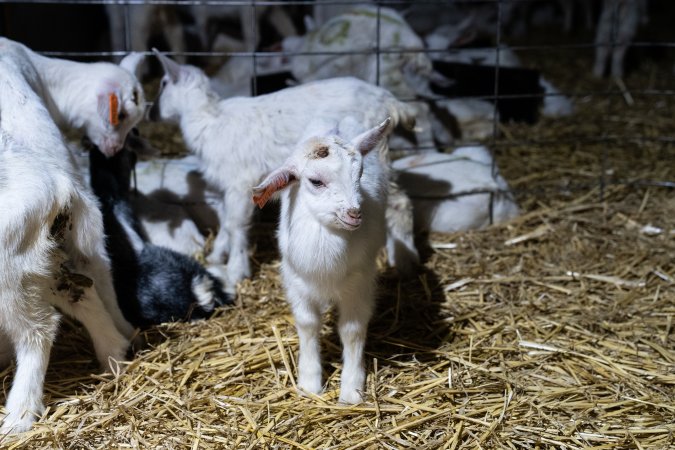 Female baby goats after disbudding