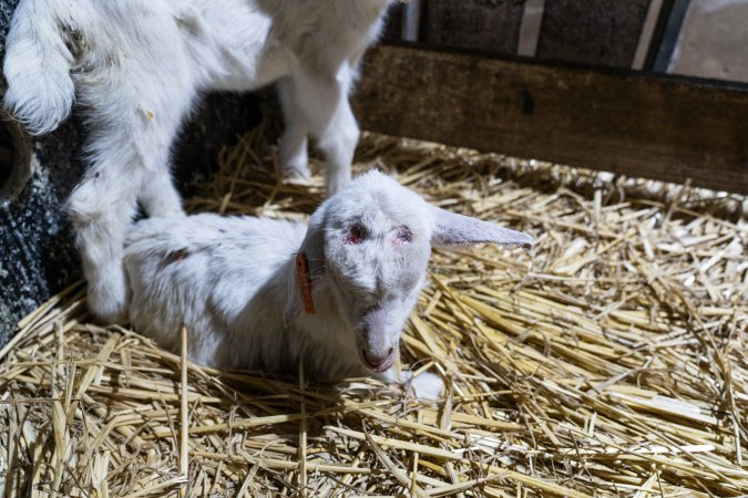 Female baby goats after disbudding