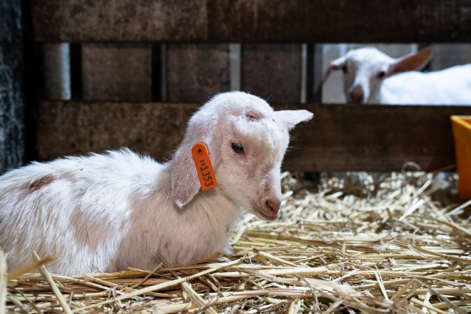 Female baby goats after disbudding