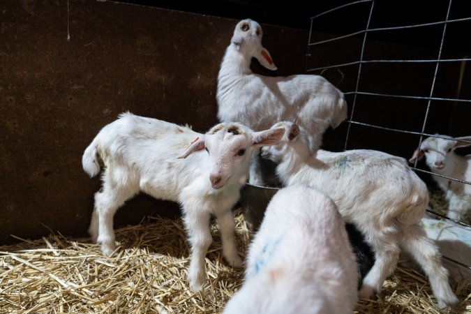 Female baby goats after disbudding