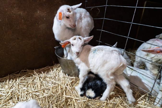 Female baby goats after disbudding