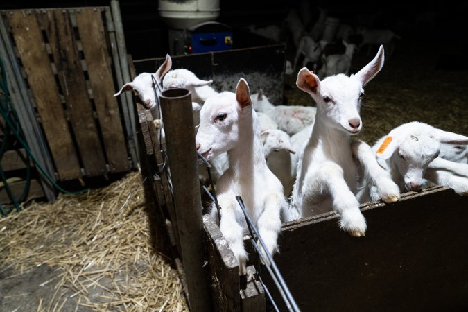 Female baby goats