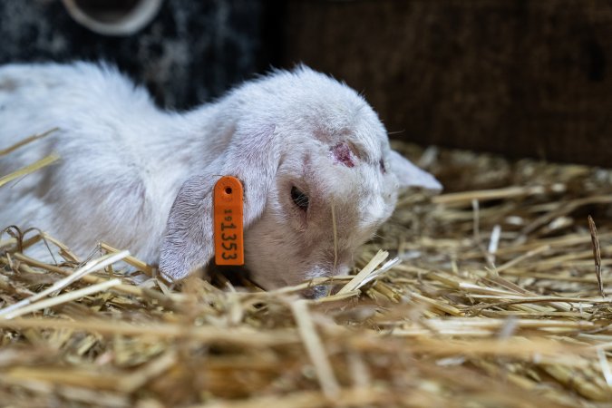 Female baby goat after disbudding