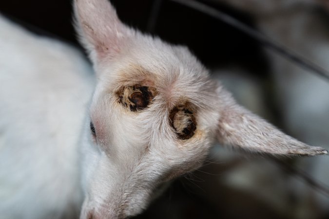 Female baby goat after disbudding