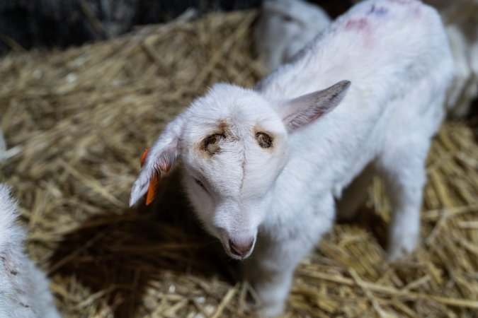 Female baby goat after disbudding