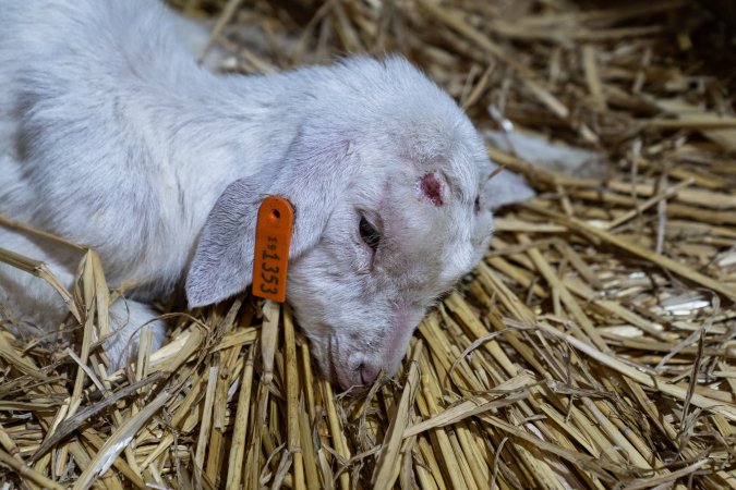 Sick female baby goat after disbudding