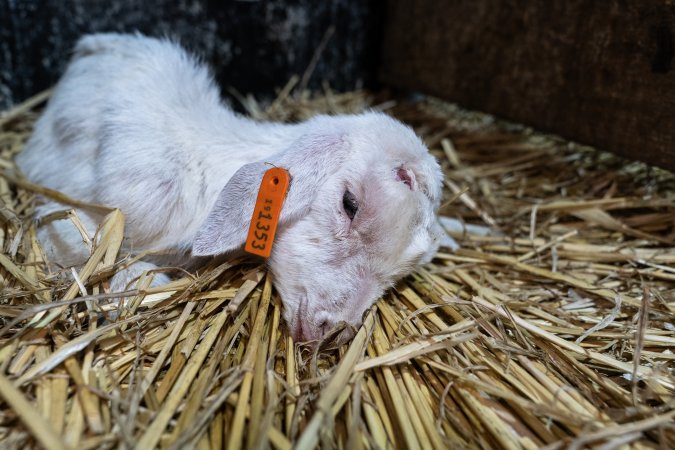 Sick female baby goat after disbudding