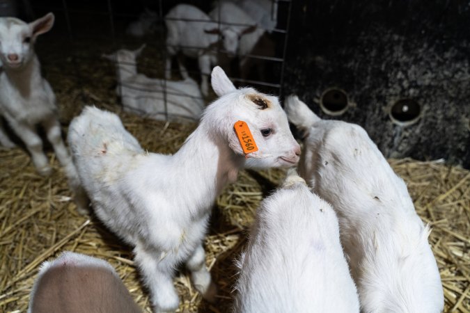 Sick female baby goat after disbudding