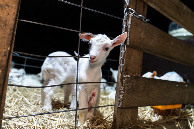 Doe goat kid in sick pen.