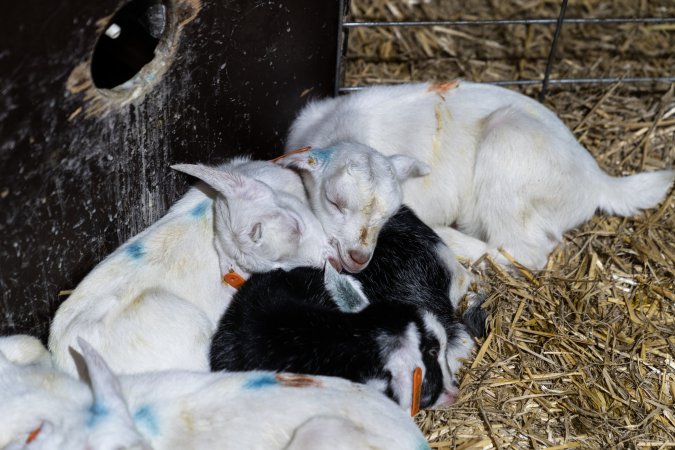 Sleeping doe kids in sick pen