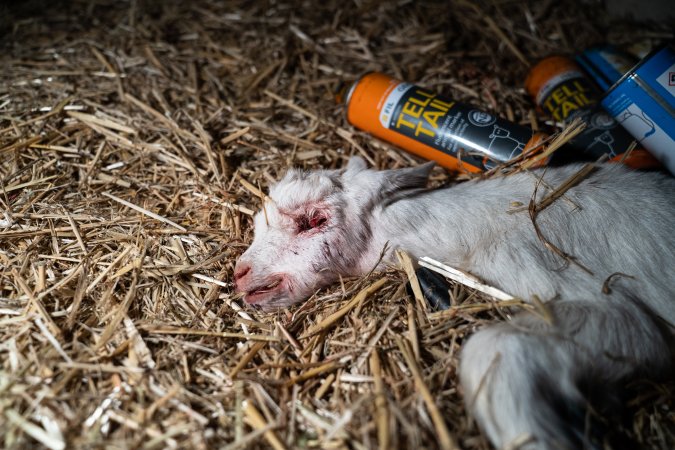 Dead kid beside spray cans