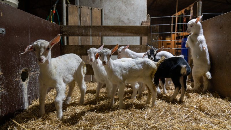 Female baby goats