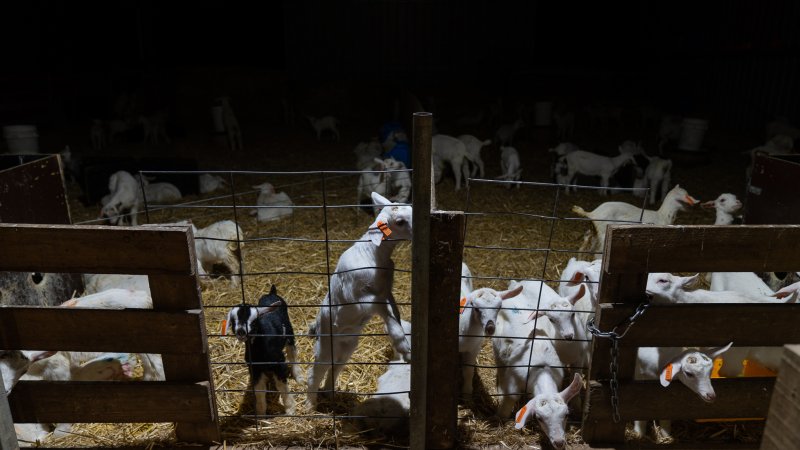 Doe kids in nursery pen