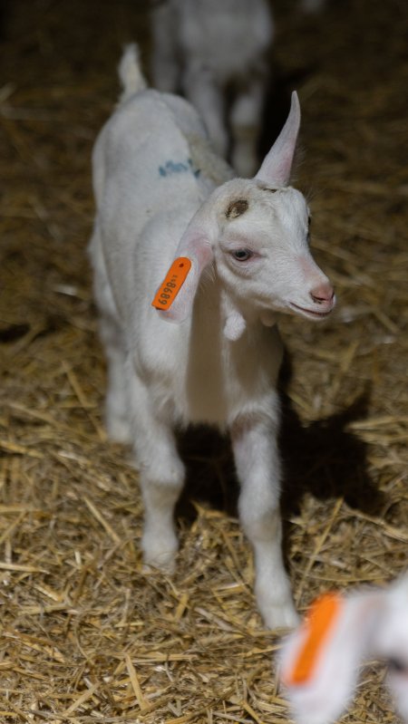 Female baby goats