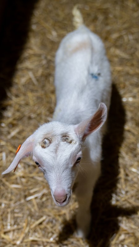 Female baby goats