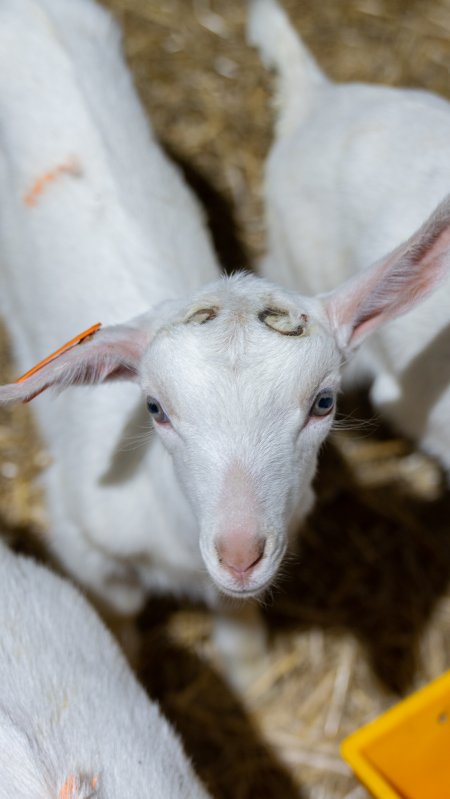 Female baby goats