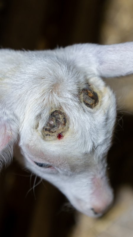 Female baby goats