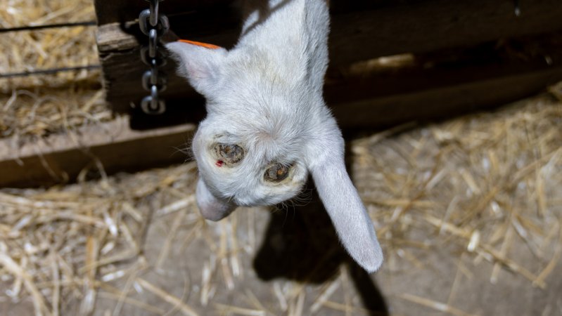 Female baby goats