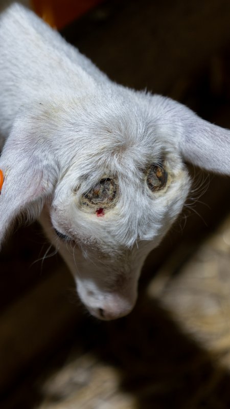 Female baby goats