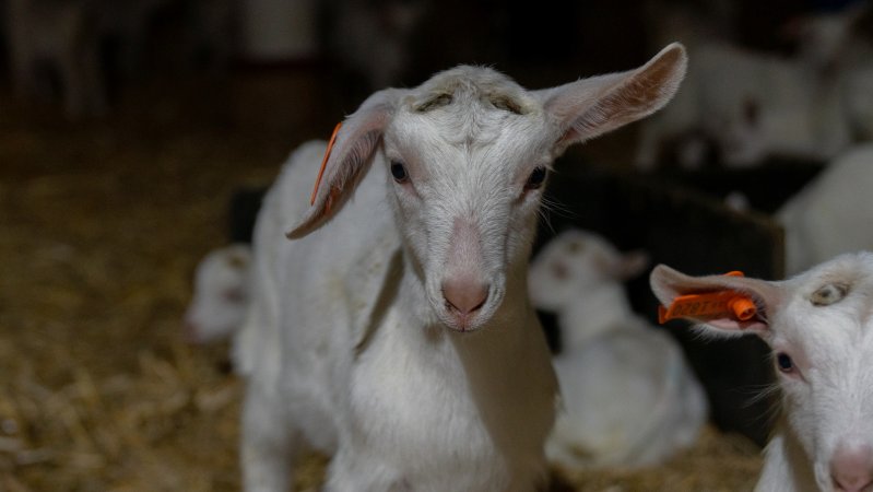 Female baby goats