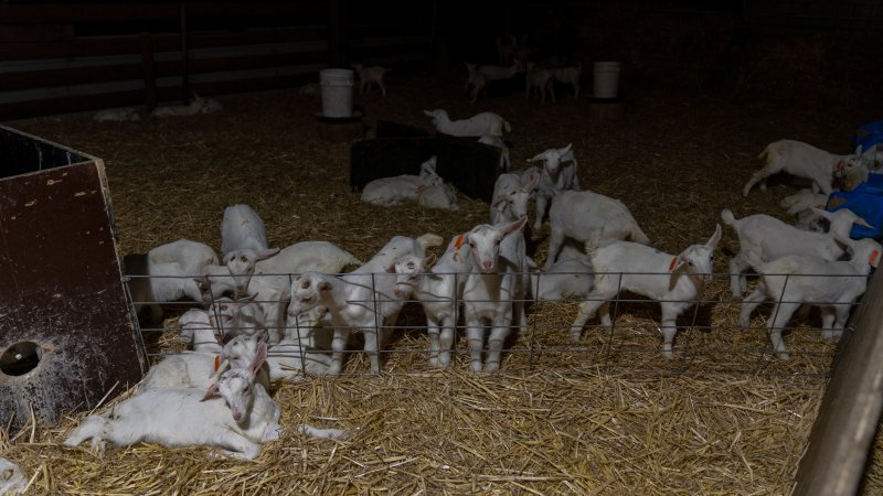 Female baby goats