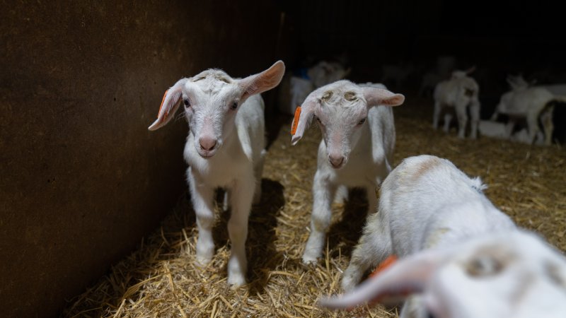 Female baby goats