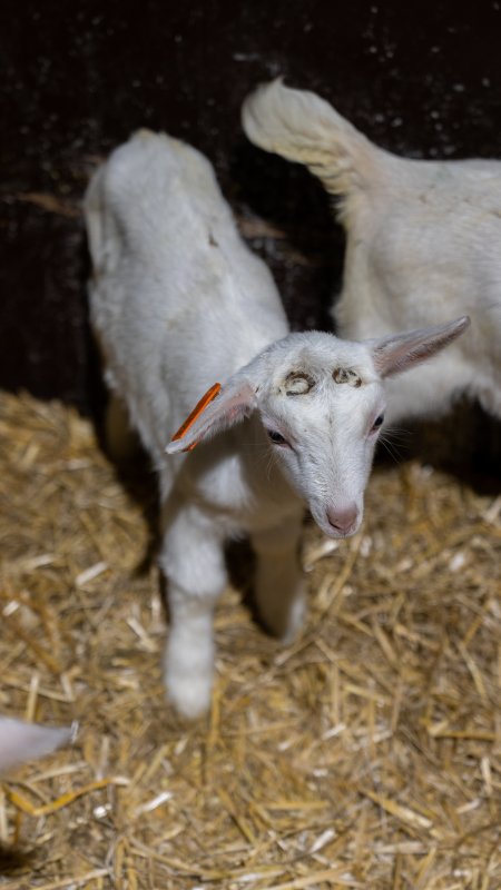 Female baby goats