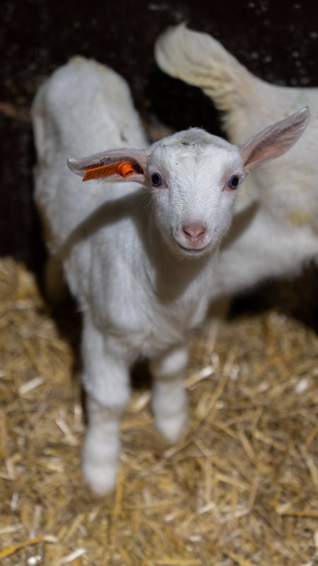 Female baby goats