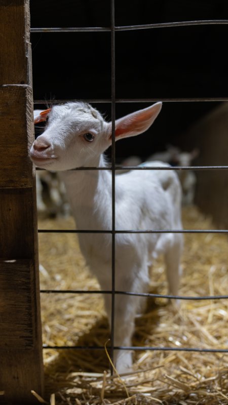 Female baby goats