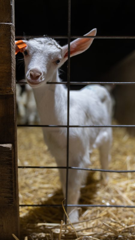 Female baby goats