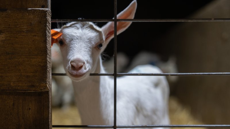 Female baby goats