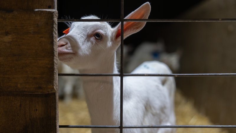 Female baby goats