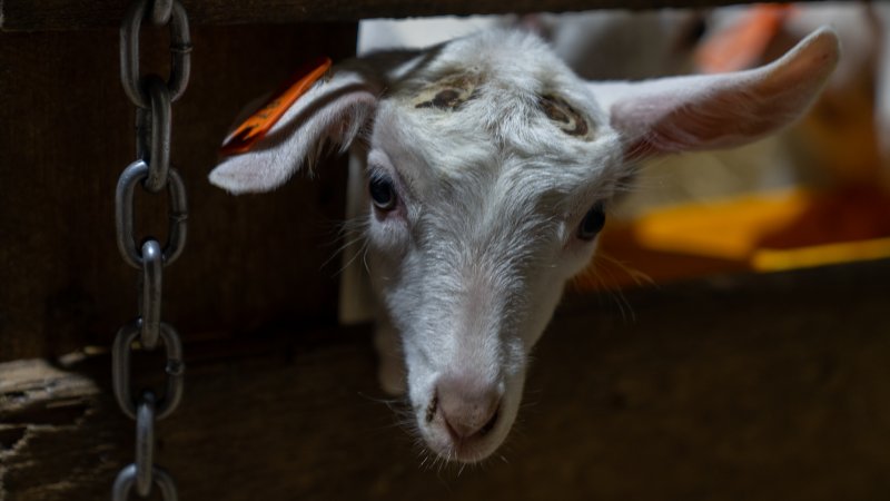 Doe kid in nursery