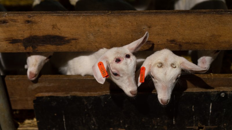 Female baby goats